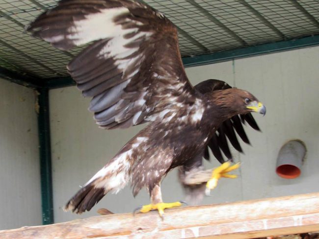 aquila impallinata foto paolo lodovici