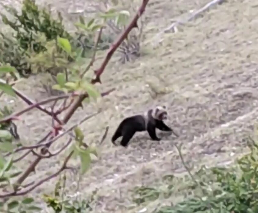 Orso Avvistato Sui Sibillini Da Una Guida Lho Ripreso A Distanza Di